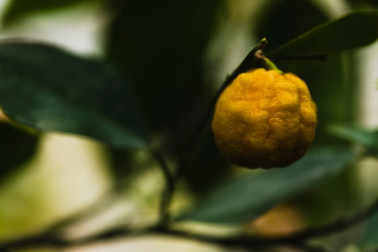 تصویر 2 از خرید و قیمت بالنگ + فروش عمده